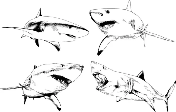 Jeu de dessins vectoriels sur le thème des requins prédateurs marins dessinés à l'encre à la main tatouage — Image vectorielle