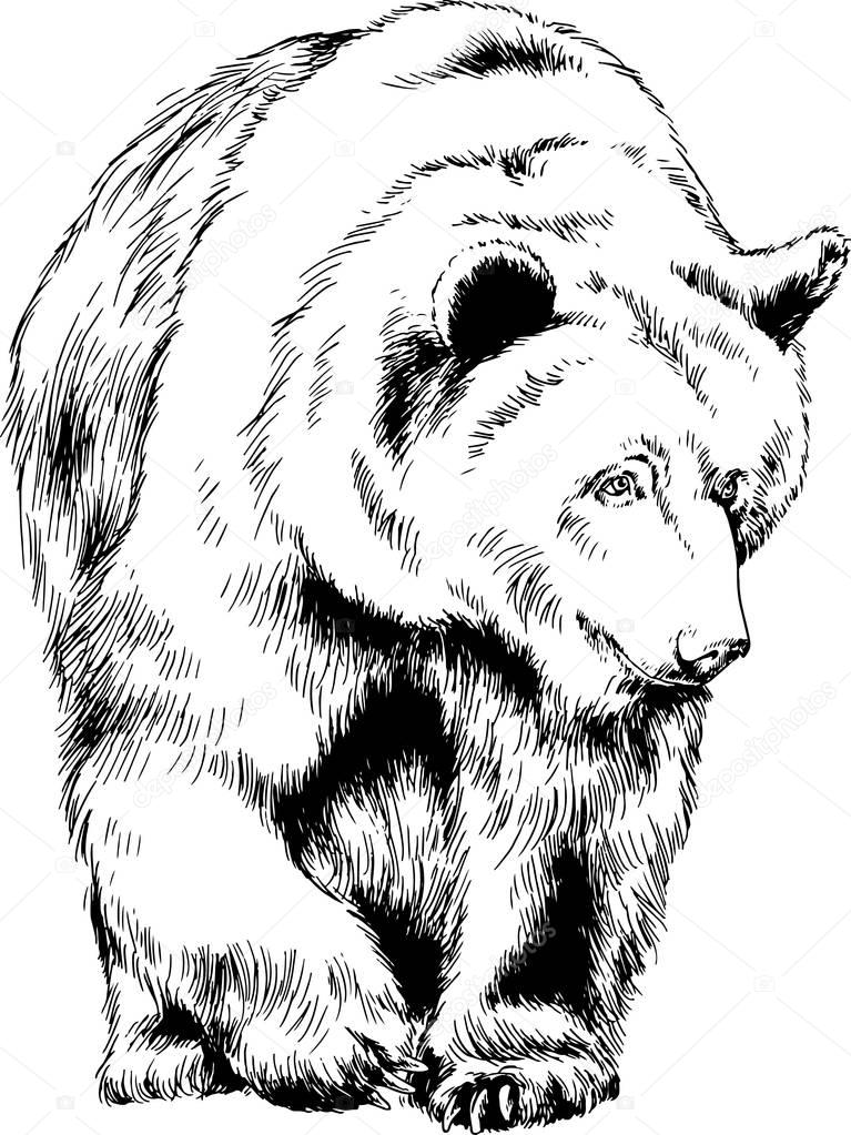 the brown bear is drawn in ink by hand on a white background