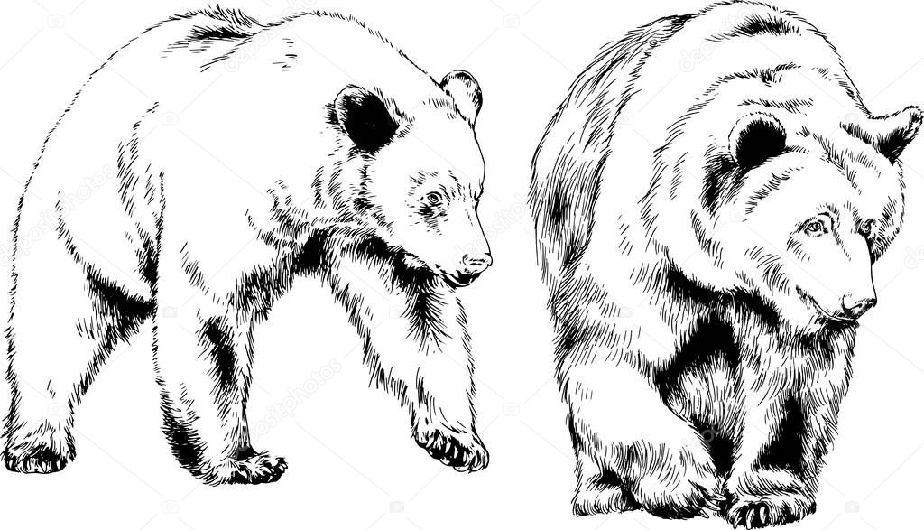 set of vector drawings on the theme of wild animals bears drawn in ink by hand on 