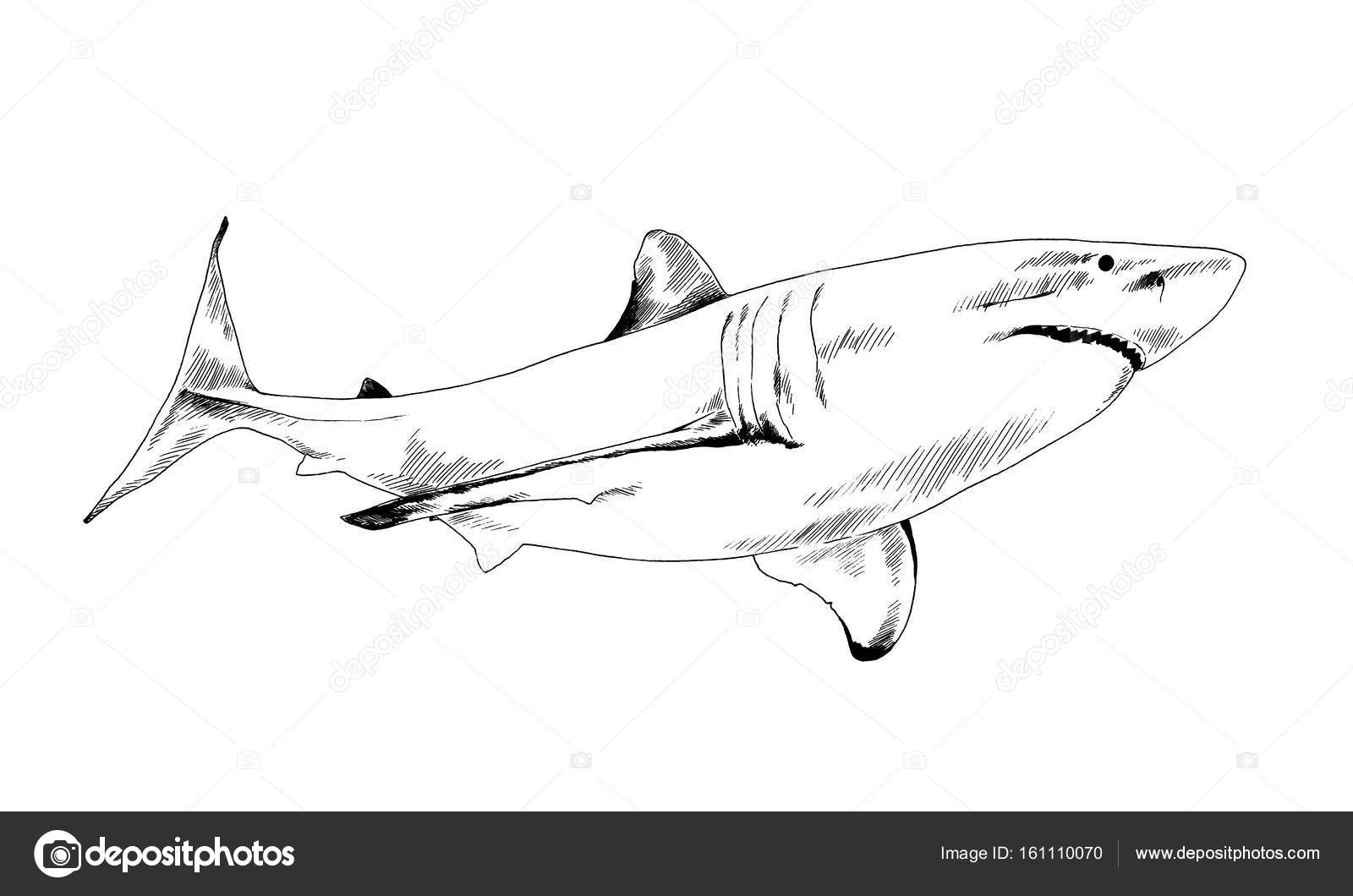 Great white shark mascot Royalty Free Vector Image