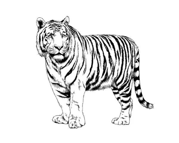 Tiger drawn with ink from the hands — Stock Photo, Image