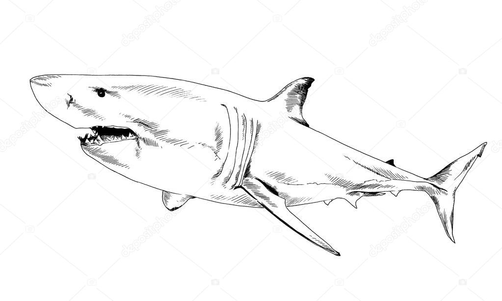 The attacking great white shark with a toothy maw hand-drawn tattoo logo