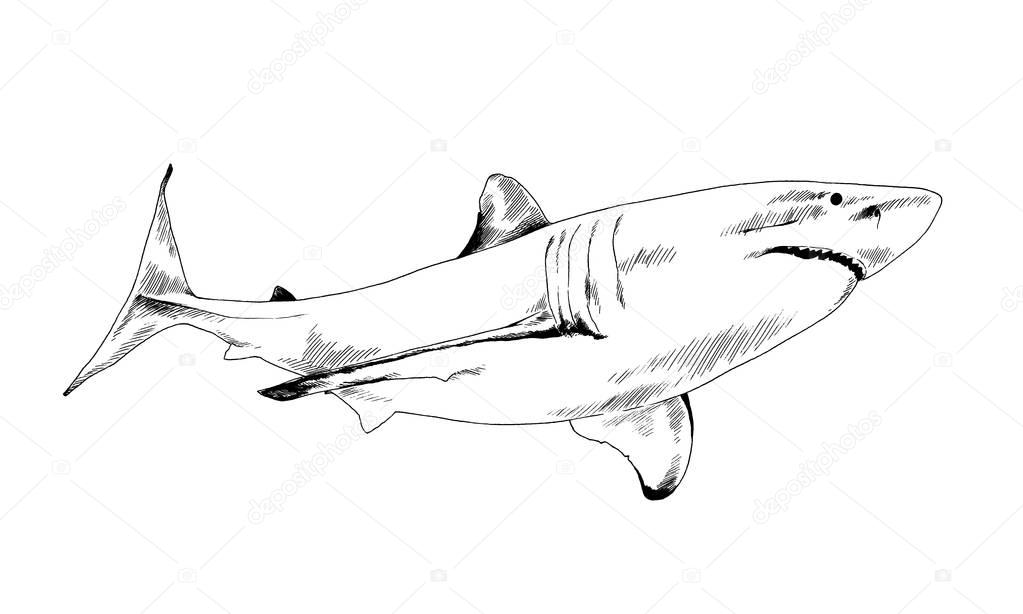 The attacking great white shark with a toothy maw hand-drawn tattoo logo