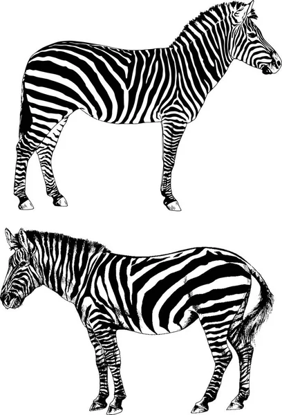 Set of vector drawings on the theme of African Zebra hand-drawn — Stock Vector