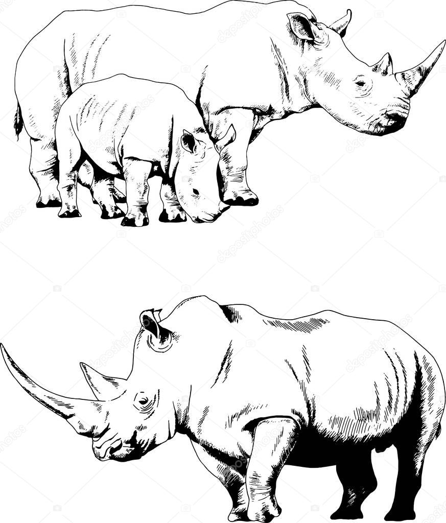 set of vector drawings on the theme of African rhinos hand-drawn 