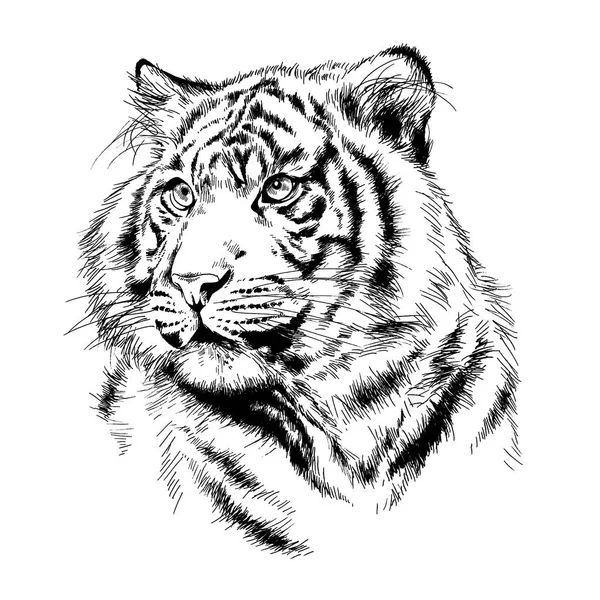 Tigre desenhado com tinta das mãos de uma tatuagem de predador — Fotografia de Stock