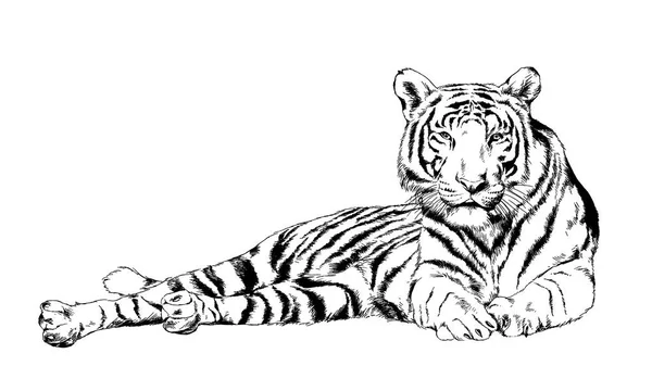 Tiger drawn with ink from the hands of a predator tattoo — Stock Photo, Image