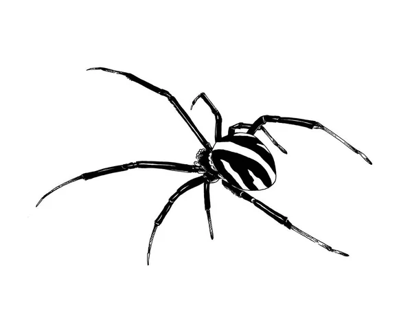 손으로 그린 잉크에 크롤링 거미 — 스톡 사진