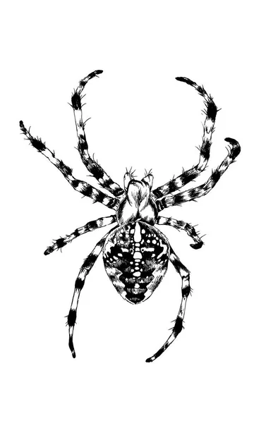 Kruipende spider met de hand getekend in inkt — Stockfoto