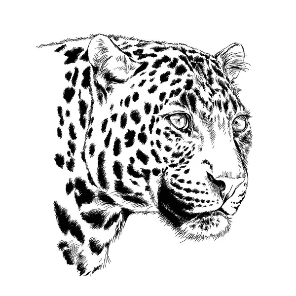 Beyaz bir arka plan üzerinde elle yüz bir leopar hırlıyor boyalı 