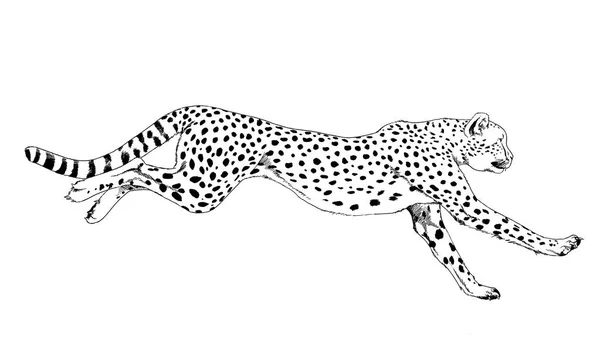 Running Cheetah hand-drawn with ink on white background logo — Stock Photo, Image