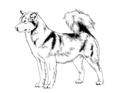 mürekkeple elle çizilmiş safkan köpek