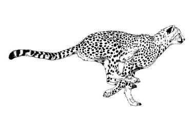 çalışan Cheetah mürekkeple el ile beyaz bir arka plan üzerinde çizilmiş.