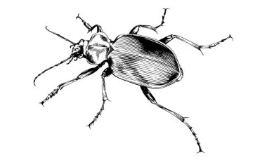 Beyaz bir arka plan üzerinde elle mürekkeple boyalı gezinme böceği