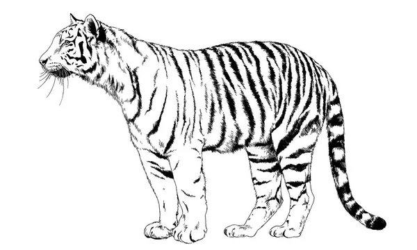 Large striped tiger drawn in ink by hand — Stock Photo, Image