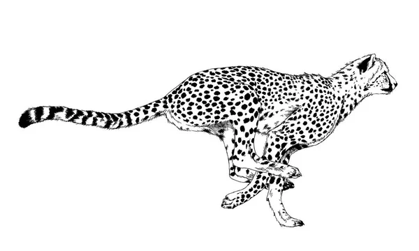Ghepardo in esecuzione disegnato a mano con inchiostro su sfondo bianco — Foto Stock