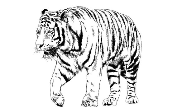 Koca Kaplan beyaz bir arka plan üzerinde tam büyüme elinden mürekkep boyalı