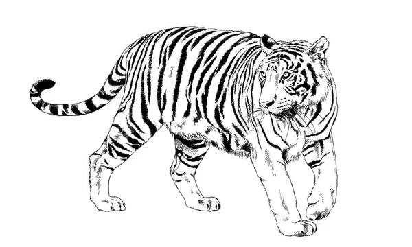 Big tiger painted ink from hands in full growth on a white background — Stock Photo, Image