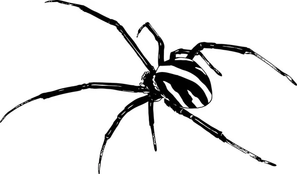 Araña arrastrándose dibujada con tinta a mano sobre un fondo blanco — Archivo Imágenes Vectoriales