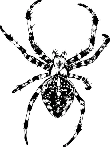 Araña arrastrándose dibujada con tinta a mano sobre un fondo blanco — Vector de stock