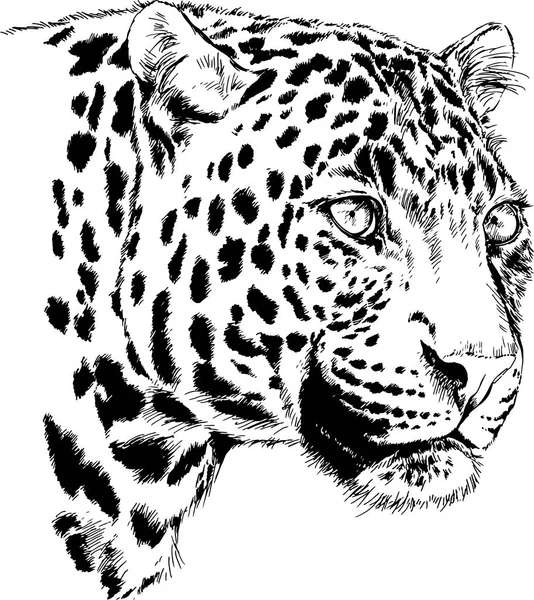 Rostro gruñón de un leopardo pintado a mano sobre un fondo blanco — Vector de stock