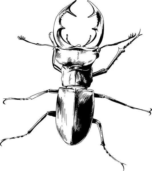 Escarabajo arrastrándose pintado con tinta a mano sobre un fondo blanco — Vector de stock