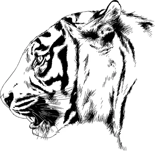 Rostro gruñendo de un tigre dibujado a mano sobre un fondo blanco — Vector de stock