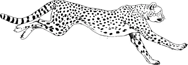 Lopende Cheetah in inkt getekend met de hand op een witte achtergrond — Stockvector