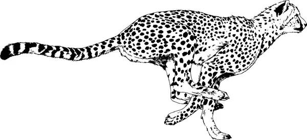 Correndo Cheetah desenhado a tinta à mão sobre um fundo branco — Vetor de Stock