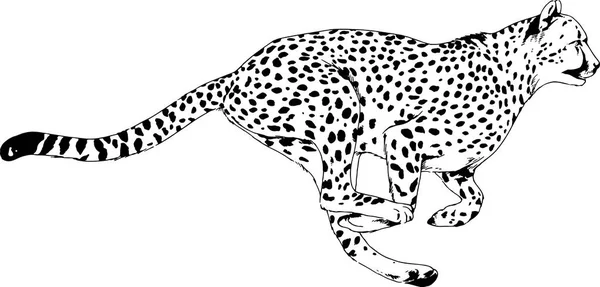 Running Cheetah drawn in ink by hand on a white background — Stock Vector