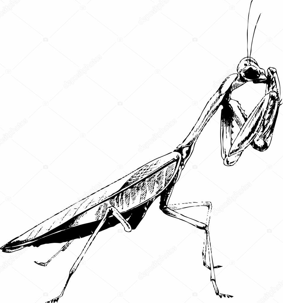 insect a praying mantis drawn in ink by hand without the background 