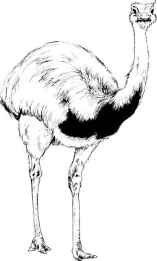 arka plan olmadan elinden mürekkep devekuşu çizilmiş 