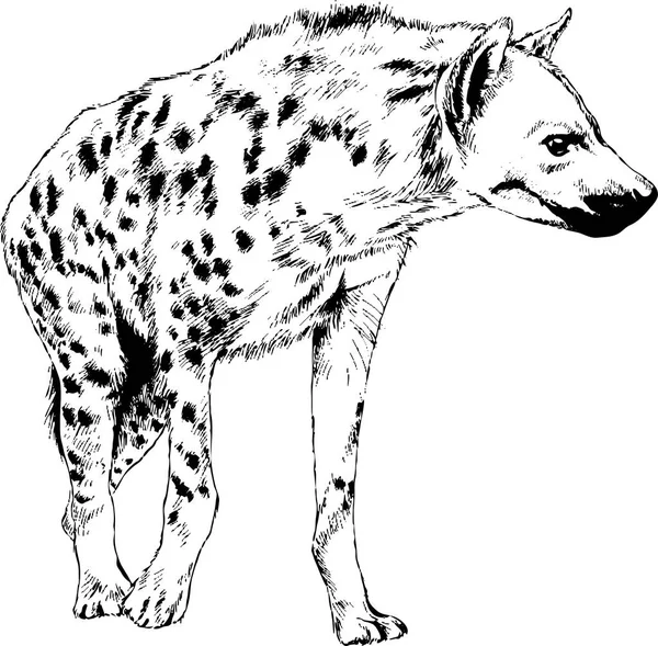 Hyena is drawn with ink from hands without the background — Stock Vector