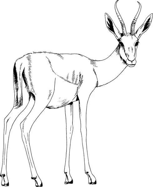 Arka plan olmadan elinden mürekkep antilop çizilmiş — Stok Vektör