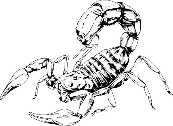 Скорпион нарисован татуировкой чернил — стоковый вектор