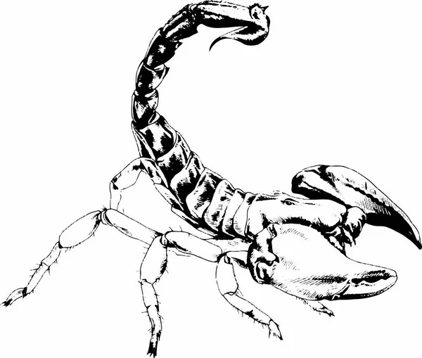 Scorpion est dessiné avec un tatouage à l'encre — Image vectorielle