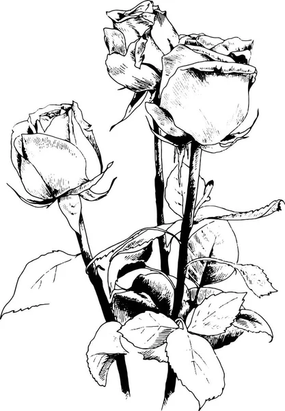 Un bouquet de roses, dessiné à l'encre à la main — Image vectorielle