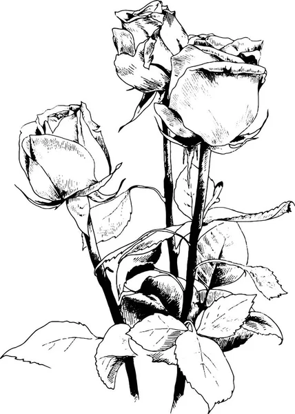 Ένα μπουκέτο από τριαντάφυλλα, χειροποιήτο με μελάνι — Διανυσματικό Αρχείο