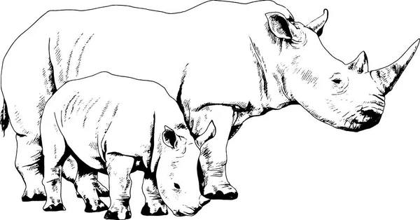 Gros rhinocéros dessiné à la main sur un fond blanc tatouage séparé — Image vectorielle