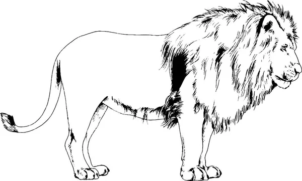 León grande con la melena se pinta con tinta a mano — Vector de stock