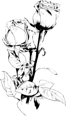 bir buket gül, mürekkeple elle çizilmiş