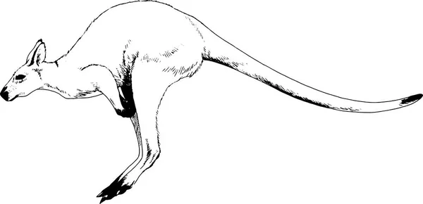 Kangourou sautant dessiné à l'encre à la main sur fond blanc — Image vectorielle