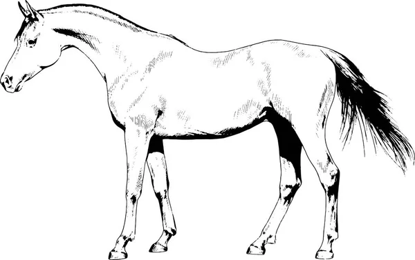 전체 길이에 손으로 그린 잉크에 마구 없이 경주 마 — 스톡 벡터