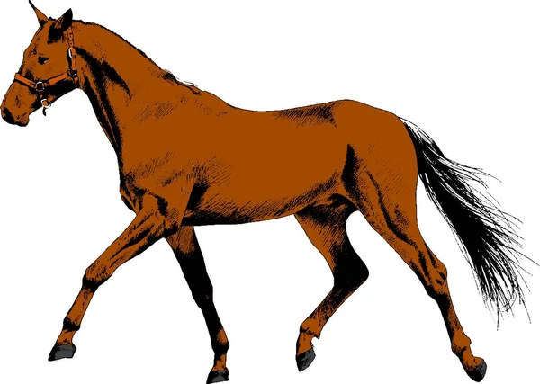 Cavalo de corrida sem um arnês desenhado a tinta à mão — Vetor de Stock