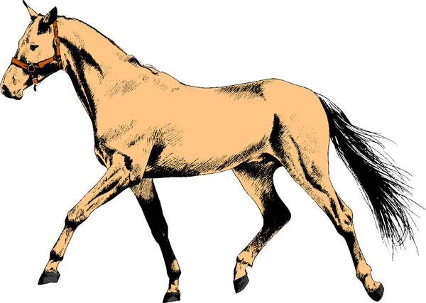 Caballo de carreras sin arnés dibujado con tinta a mano — Vector de stock