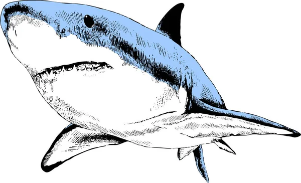 Beyaz bir arka plan üzerine mürekkeple çizilmiş bir köpekbalığı