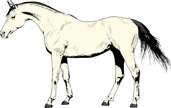 Ras hästen utan en sele som dras i bläck för hand — Stock vektor