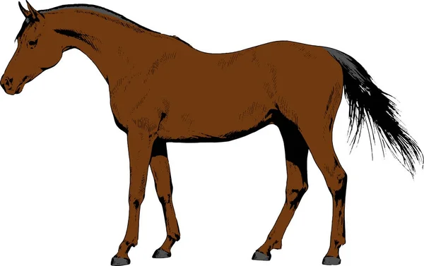 Cavalo de corrida sem um arnês desenhado a tinta à mão —  Vetores de Stock