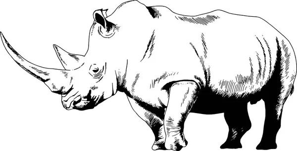 Grande rinoceronte desenhado à mão em um fundo branco tatuagem separada — Vetor de Stock