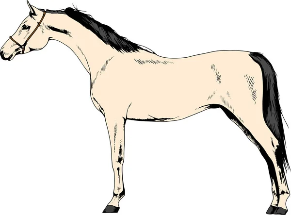 参加比赛的马匹没有手工绘制在油墨中的线束 — 图库矢量图片